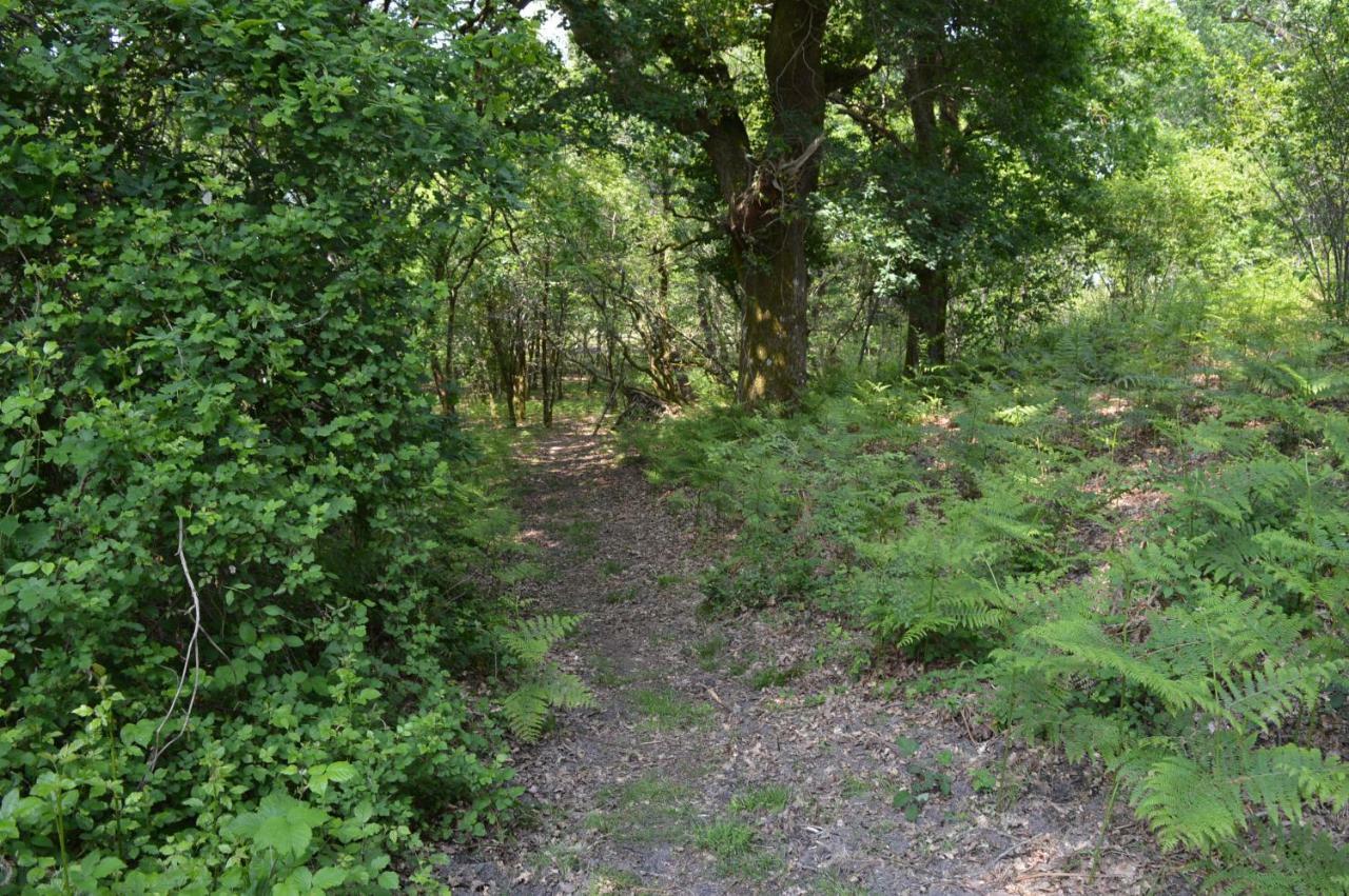 Cabane En Foret Onesse-et-Laharie Eksteriør bilde